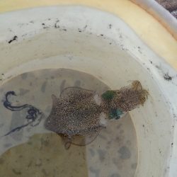 シーバスロッドでアオリイカエギング