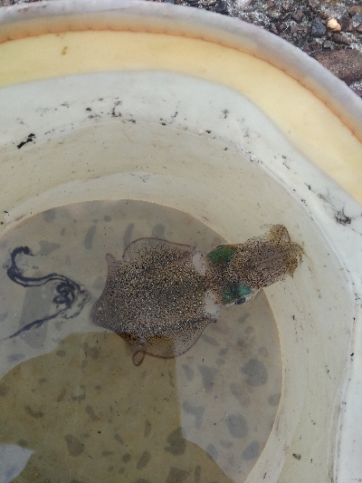 シーバスロッドでアオリイカエギング