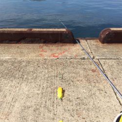 サヨリ釣りを邪魔するサバ