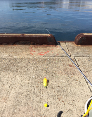 サヨリ釣りを邪魔するサバ