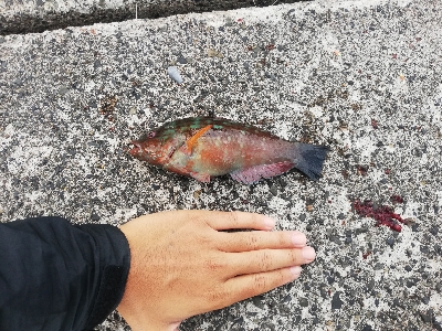 ショアジギング