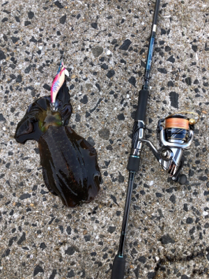 秋イカエギング