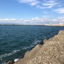堺で初の釣行