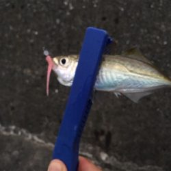 今日もまたアジ