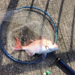 今日は明石鯛日和!