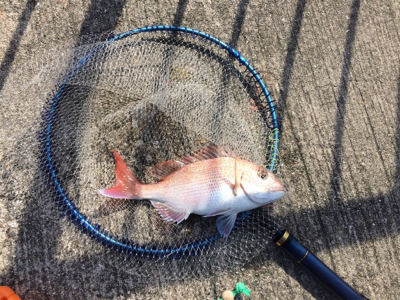 今日は明石鯛日和！