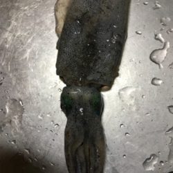 晩飯前の短時間エギング