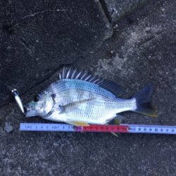 そろそろSRクランクでも…