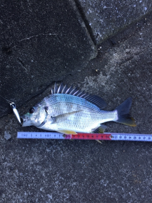 そろそろSRクランクでも…