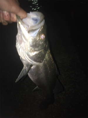 イワシが沸いている！？