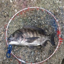 カニで落とし込み、。