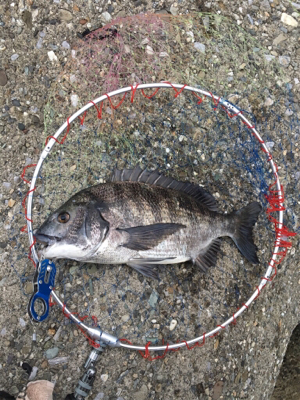 カニで落とし込み、。