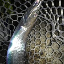 今日も、ワインドには渋い！