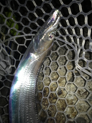 今日も、ワインドには渋い！