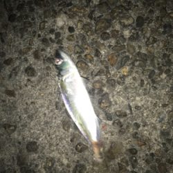 名港はサバだらけ