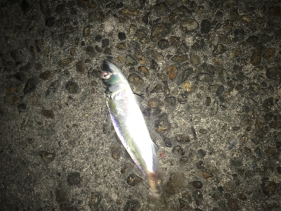 名港はサバだらけ