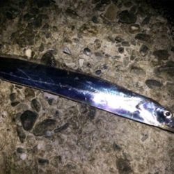 サビキ・タチウオ