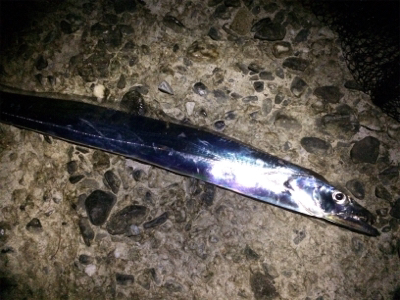 サビキ・タチウオ