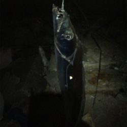 太刀魚アタリは多いが