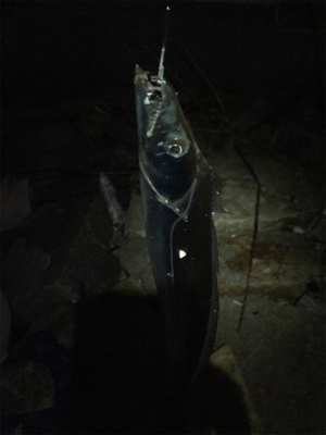 太刀魚アタリは多いが