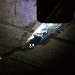 今日は渋かったぁ