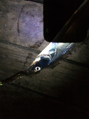 今日は渋かったぁ