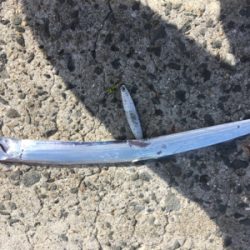 久し振りの朝ショア