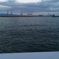 タチウオ初調査