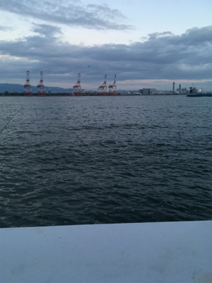 タチウオ初調査