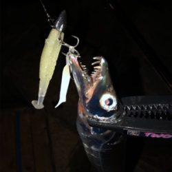 ライトゲームからのタチウオ。