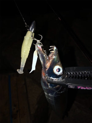 ライトゲームからのタチウオ。