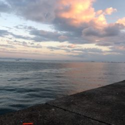 青物狙いでサゴシ