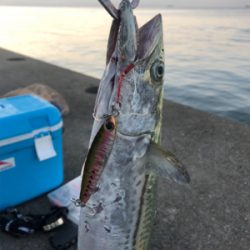 久々の青物釣り