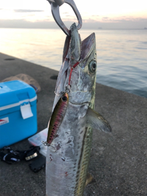久々の青物釣り