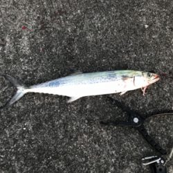 エギング・ジギング・アジング