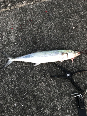 エギング・ジギング・アジング