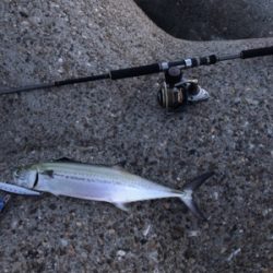 ハマチ求めて…