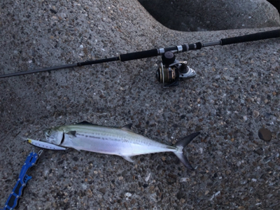 ハマチ求めて…