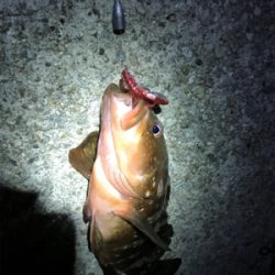 淡路島ランガン5種目達成