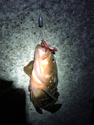 淡路島ランガン5種目達成