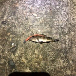 五目釣り達成!?