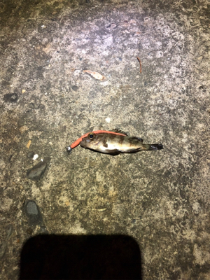 五目釣り達成!?