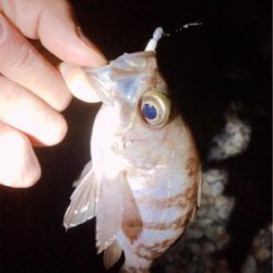 秋満喫！エンジョイライト五目ゲーム