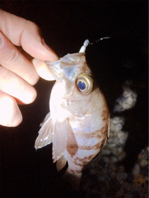 秋満喫！エンジョイライト五目ゲーム