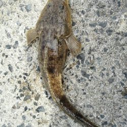 2018年10月14日釣行in野北漁港