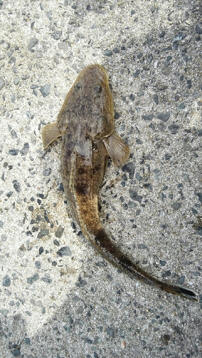 2018年10月14日釣行in野北漁港