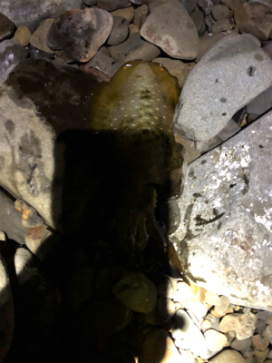 朝まづめに‼️