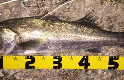 念願のシーバス