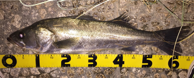 念願のシーバス