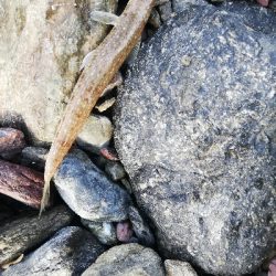 ショアジギング！